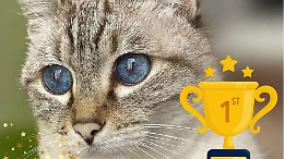 Protagonisti pelosi e opere dei bambini: a Leini le feste finiscono col sorriso