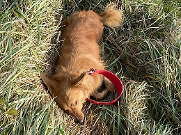 Cane trovato senza vita in un fosso tra Carretti e Torrazzo: avviate le verifiche per risalire ai proprietari 