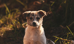 Un cucciolo piange al freddo. Tutti sanno, nessuno interviene