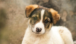 Il pianto del cucciolo mette in ginocchio Settimo: redazione sommersa di mail e telefonate