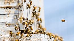 Le api entrano nelle scuole e insegnano il futuro: il Torinese premiato dal bando regionale sull&rsquo;ambiente