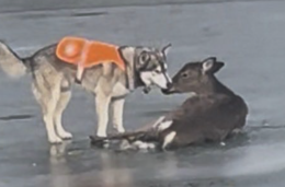 Insieme sul ghiaccio, senza difese n&eacute; fuga: il cane e il cervo che hanno commosso il web (FOTO)
