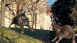 Ivrea, i topi ringraziano: i giardini pubblici finiscono su Facebook