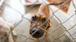 Canili, nuove regole dal 2026: standard pi&ugrave; severi sul benessere animale