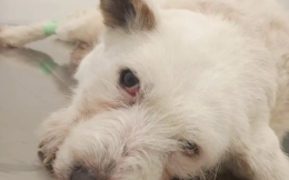 Lana, quindici anni e un tumore: la corsa contro il tempo per salvare una cagnolina anziana trovata allo stremo