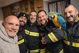 Il pappagallo salvato dai vigili del fuoco nel gelo del bosco