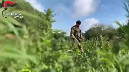Sequestro record di piante di marijuana: 3,5 tonnellate per 31 milioni di euro