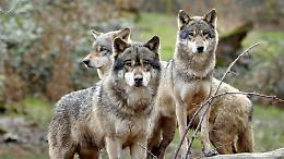 Cinque lupi sulla provinciale 590, la natura irrompe sulla strada e in Valle Cerrina