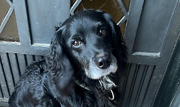 A Chivasso un cane resta solo dopo la morte della sua padrona, ora cerca una nuova casa 