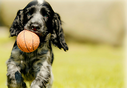 Come scegliere la razza di cane giusta: 8 consigli da seguire 
