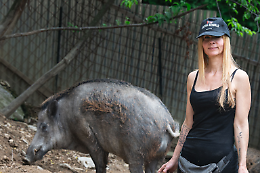 Cinghiali salvi: il TAR dice no all&rsquo;abbattimento di Naso e Rosino