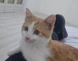 Lussy, la gattina di quattro mesi salvata dal destino. Ora cerca una "famiglia del cuore" 