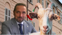 Caprone in fuga tra le strade di Favria: il sindaco lo segue in auto e lo salva