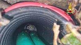 Gatta intrappolata in un tubo elettrico: l&rsquo;intervento dei vigili del fuoco evita il peggio