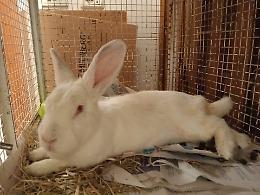 Falanghina, la coniglietta che ha imparato a fidarsi di nuovo
