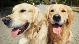 La zuffa tra cani finisce con botte, insulti e minacce nei confronti di una ragazza: a Ivrea parte il processo