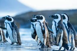 I pinguini africani trovano rifugio a Torino: nuove nascite nella colonia pi&ugrave; grande d&rsquo;Italia