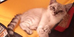 Merlino lotta ancora contro la FIP: un micetto fragile che non pu&ograve; permettersi di essere lasciato solo