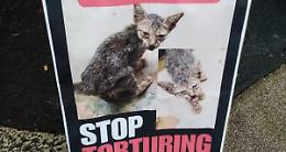 L&rsquo;orrore che corre online e il silenzio che uccide: in piazza per fermare le torture sui gatti