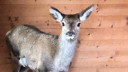 Dal cortile ai boschi di Bardonecchia: un cervo ferito torna libero grazie al progetto &ldquo;Salviamoli insieme&rdquo;