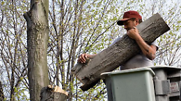 Rami e alberi a rischio caduta: Volpiano emette ordinanza straordinaria