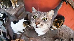 Elezioni a Venaria, la colonia felina diventa un caso politico: scontro tra Accorsi e l'assessore Palumbo