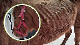 Ridotta a uno scheletro vivente, Matilda chiede aiuto per tornare a vivere