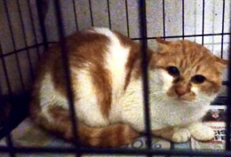 Ereditano la casa, ma condannano i gatti: sbattuti fuori al gelo dopo la morte della loro umana