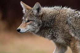 &ldquo;Ci sono troppi lupi in giro&rdquo;. Sindaco scrive al presidente Alberto Cirio: &laquo;Aiutaci&raquo;
