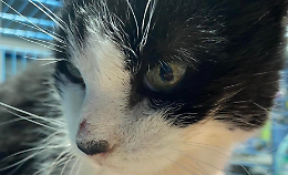 Ivrea perde la sua guardiana silenziosa: &egrave; morta Ivy, la gattina del cimitero amata da tutti