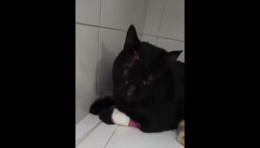 Gatto investito davanti al Bennet di Chivasso nel giorno sbagliato: &laquo;Se non era per noi l'avrebbero lasciato l&igrave;...&raquo; (VIDEO)