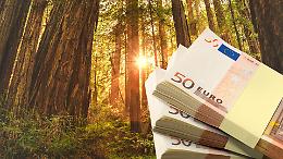 Pioggia di milioni sui boschi del Piemonte: la regione investe su sicurezza, sviluppo e futuro delle aree montane