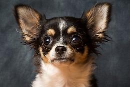 Cuccioli di chihuahua prigionieri in un camper parcheggiato a Torino. Abbaiano invano..