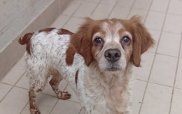 Una storia a lieto fine. Il cane di Settimo Torinese che piangeva ha trovato qualcuno che gli vuole bene