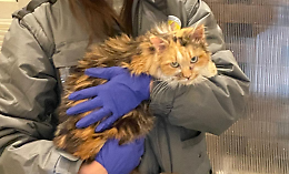 Una gattina malata, un Comune assente: la storia di Piumina