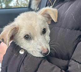 Lucky, tre mesi e gi&agrave; segnato dall&rsquo;abbandono (FOTO e VIDEO)