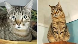 "Flash", il gatto scomparso da Verrua e cercato a Chivasso: pu&ograve; essere salito su un furgone e aver percorso 20 km