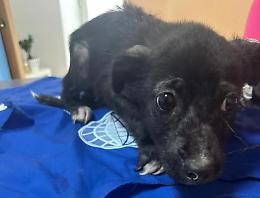 Abbandonata, malata e terrorizzata: El&egrave;n ha solo due mesi (FOTO e VIDEO)