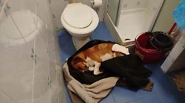 Lasciato a terra in una pozza di sangue: Zeus, cane randagio massacrato in strada, ora lotta per sopravvivere (FOTO e VIDEO)