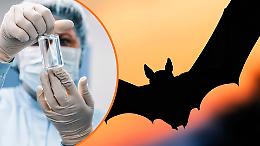 Il virus Nipah pu&ograve; diventare una nuova pandemia? Cosa dicono davvero i dati dall&rsquo;India