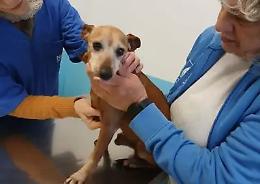 Due cani anziani sfrattati, due vite spezzate: la storia di Mia e Brown (VIDEO)