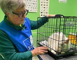 Phoenix, il micio che non pu&ograve; stare al sole e aspetta qualcuno che lo salvi (VIDEO)