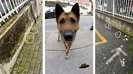 Marciapiedi pieni di cacche di cani vicino all'asilo. Scoppia la protesta a Castellamonte