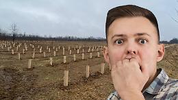 Alberi piantati nel posto sbagliato: a Montanaro scoppia il caso