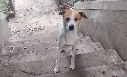 Perla, il cagnolino che nessuno ha mai scelto: la storia che dal Canavese chiede una seconda possibilit&agrave;