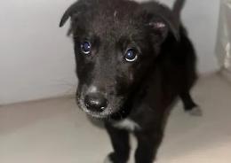 Cuccioli gettati come rifiuti sulla spiaggia (VIDEO)