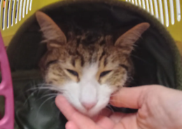 Gas Gas lotta per respirare, il piccolo gatto di colonia ora ha bisogno di tutti noi (FOTO e VIDEO)