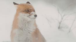 La volpe nella bufera a 2.366 metri in Canavese: l&rsquo;inverno si riprende le montagne tra nevicate intense e silenzi bianchi (VIDEO)