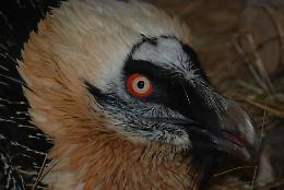 L'avvoltoio pi&ugrave; grande d'Europa avvistato nelle Valli di Lanzo