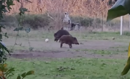 Altro che derby: a Roma scendono in campo i cinghiali e il pallone vola col grugno (VIDEO)
